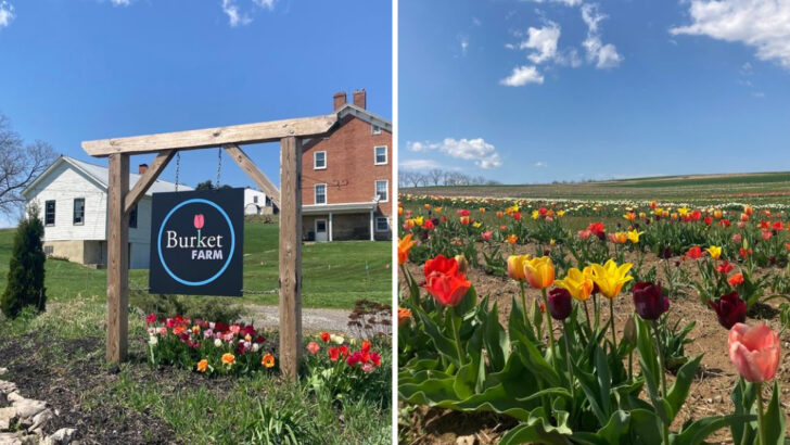 Every Spring a Farm in Rural Pennsylvania Erupts in Rows of Tulips You Can Walk Through and Pick by Hand