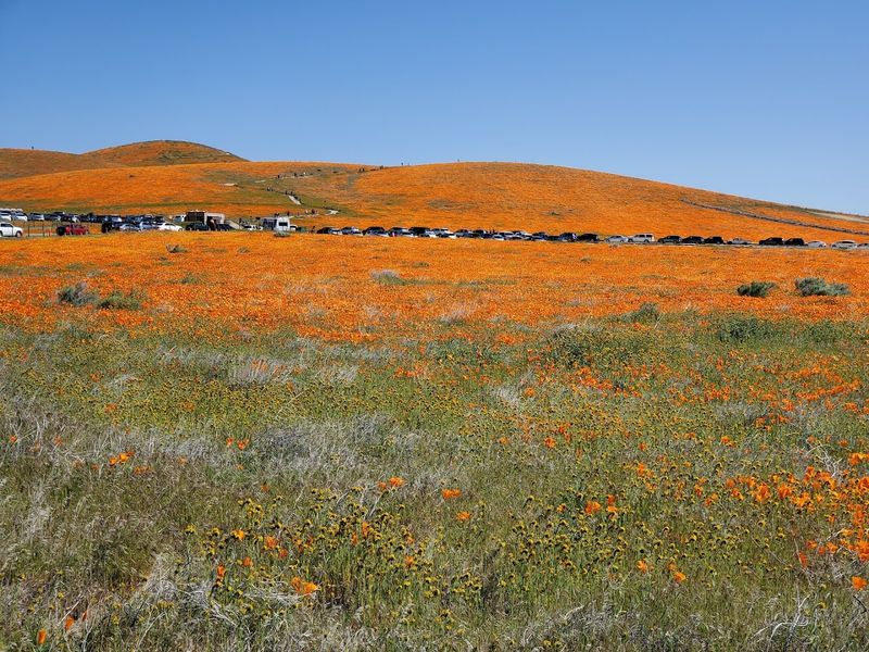 Timing Your Visit for Peak Bloom