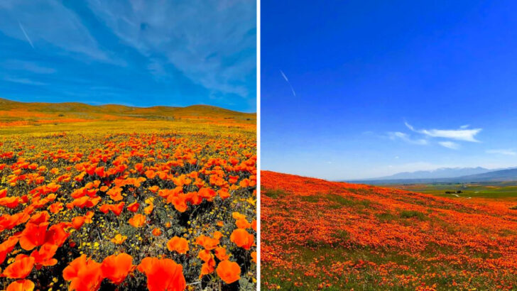 Every spring this valley in Southern California turns into an endless carpet of bright orange poppies