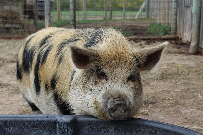 Feed and Interact With the Animals