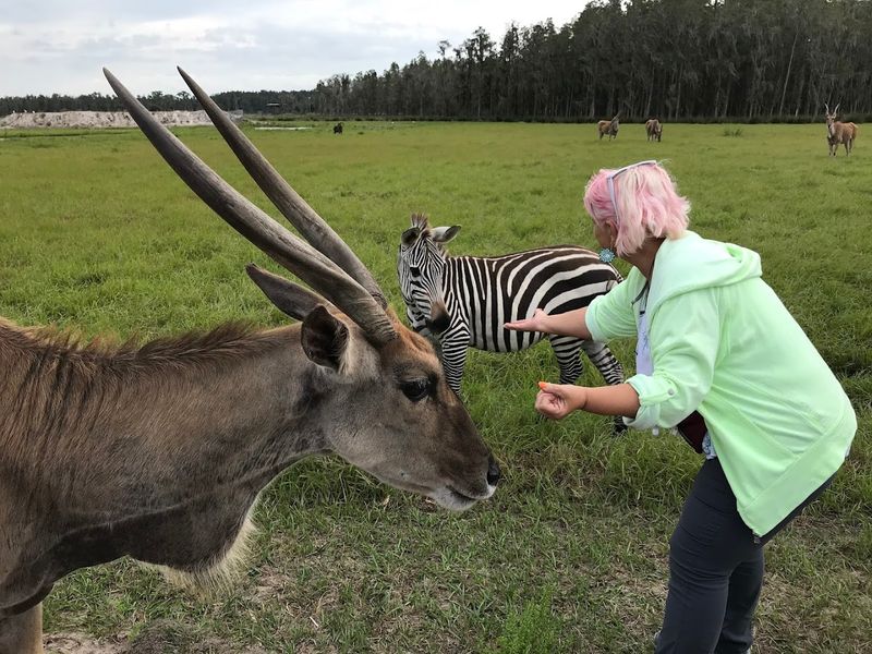 Animal Feeding Stations at the End of the Tour