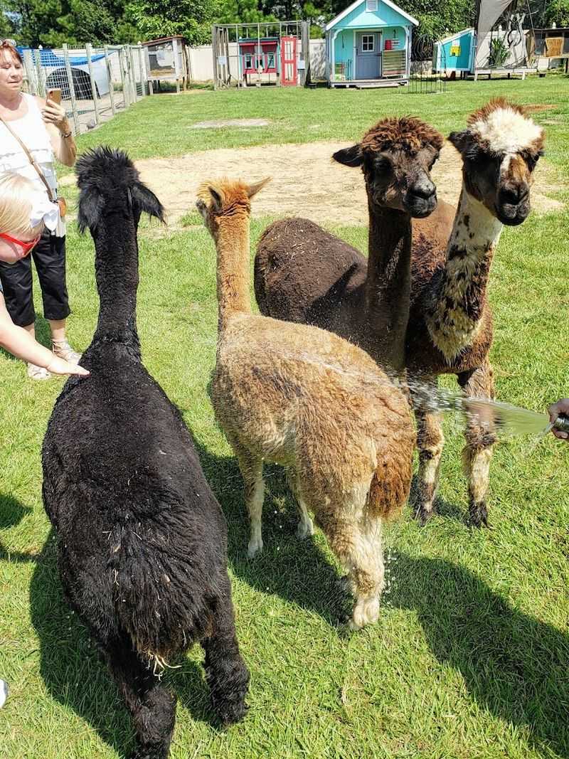 Camels, Zebras, Alpacas, and Llamas to Feed