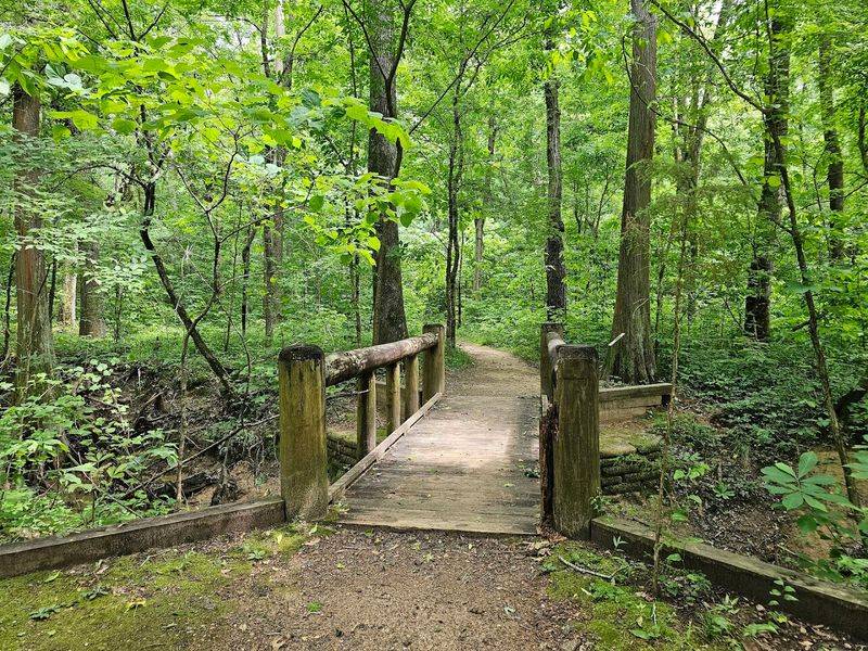 Hiking the Caddo Forest Loop Trail