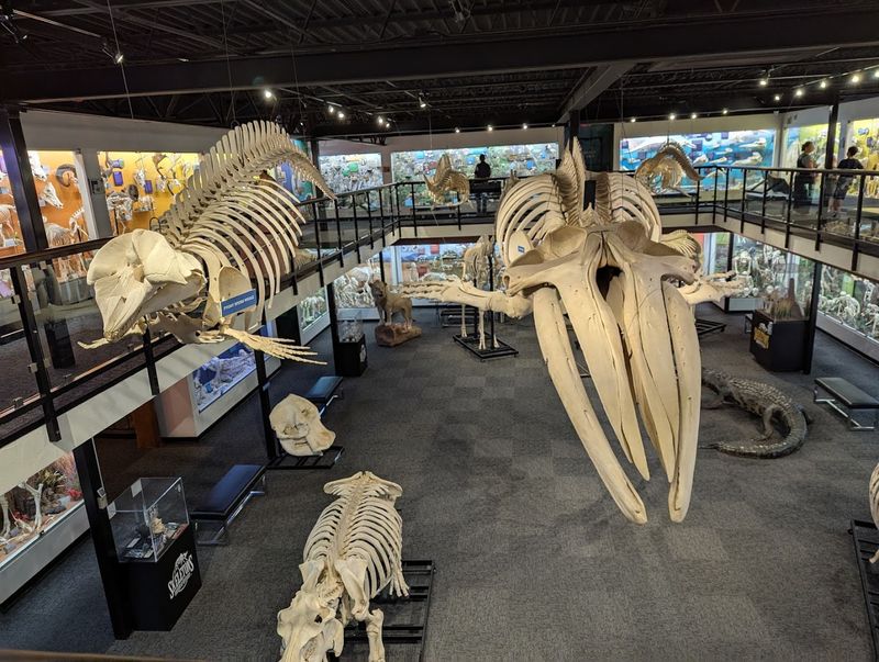 Skeletons: Museum of Osteology (Oklahoma City)