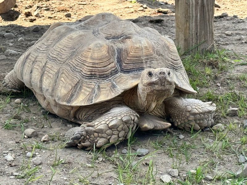 Essential Visitor Info