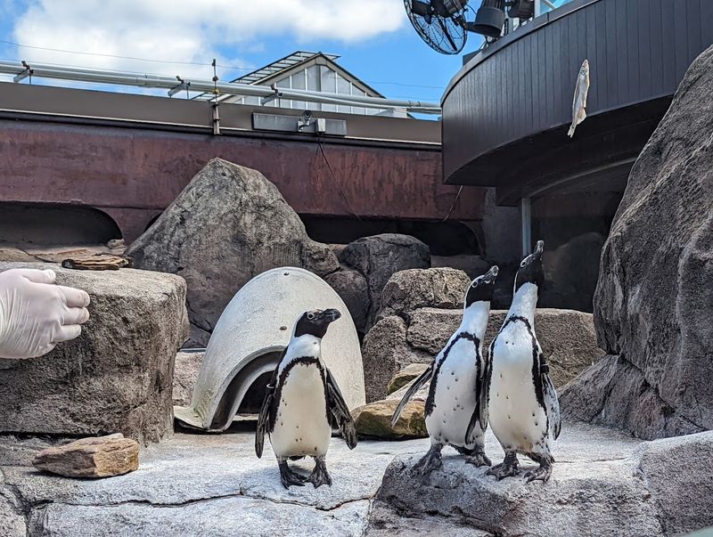 Accessibility and Visitor Comfort