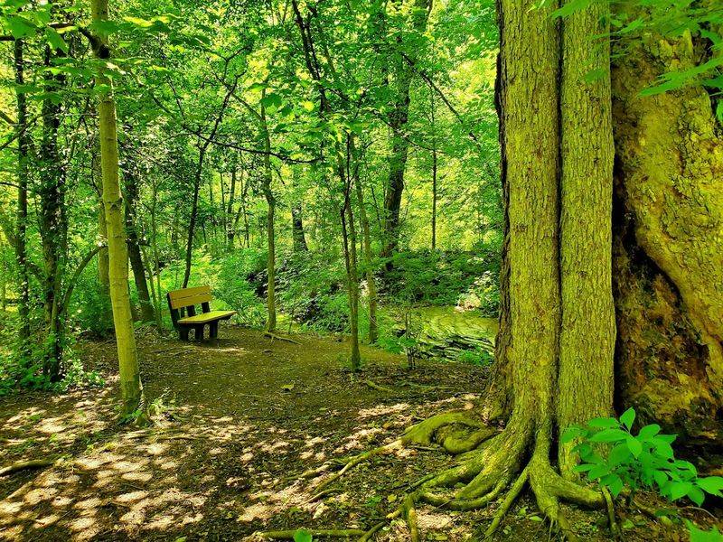 Picnicking and Relaxing in the Open Meadows