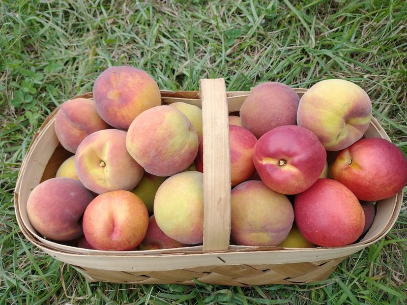 Beyond Sunflowers: Apples, Peaches, Pumpkins, and Lavender