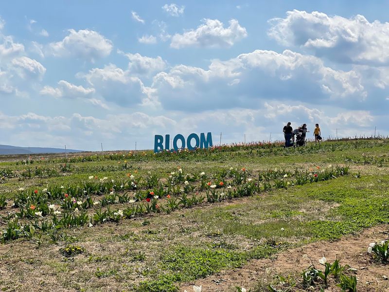 Photography Tips Among the Tulips