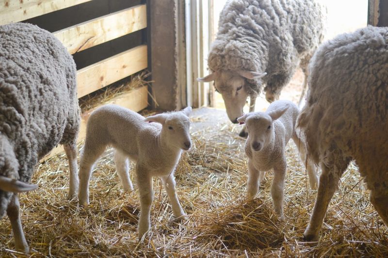 Community and Conservation Impact