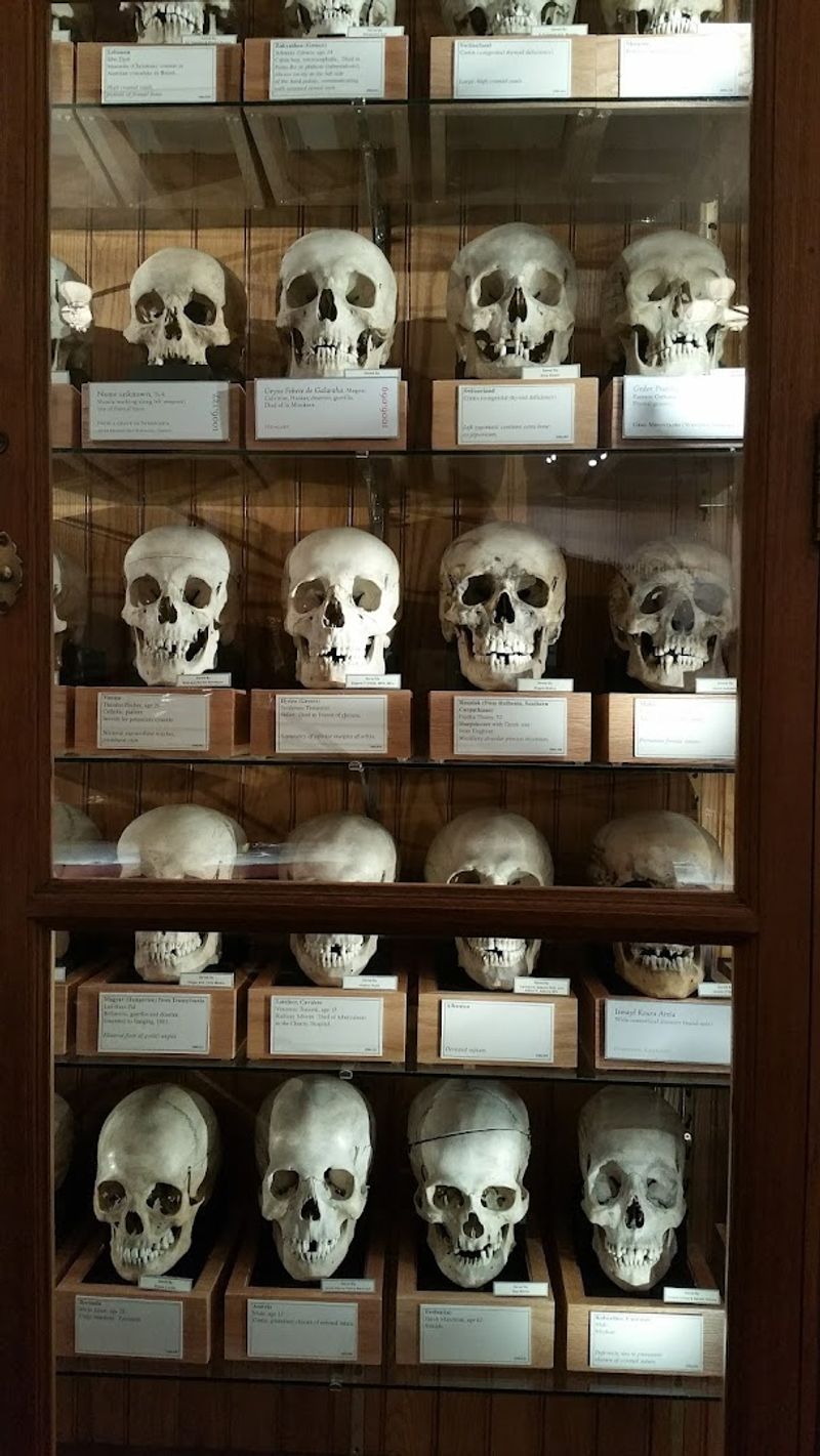 The Hyrtl Skull Collection