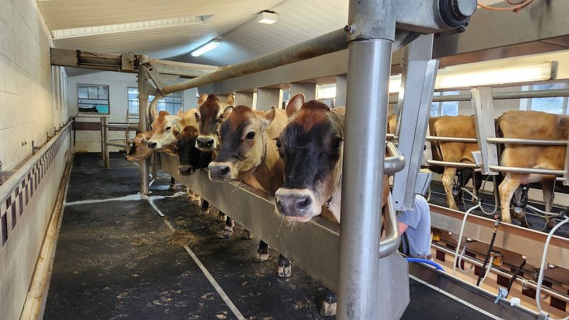 Watching the Dairy Operation Up Close