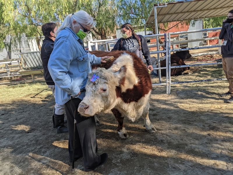 The Gentle Barn (Santa Clarita, CA & Christiana, TN)