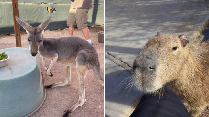 Feed a Capybara and Pet a Kangaroo at This Little-Known Ranch in Arizona