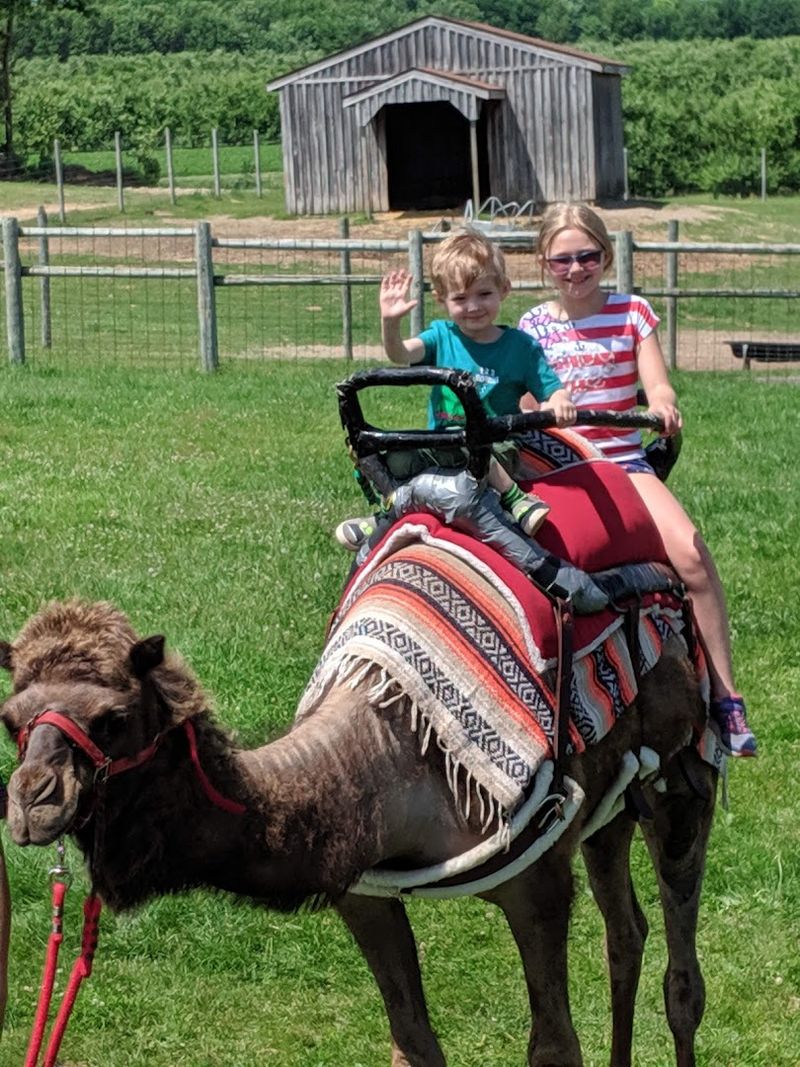 Camel Rides &mdash; A Farm Adventure