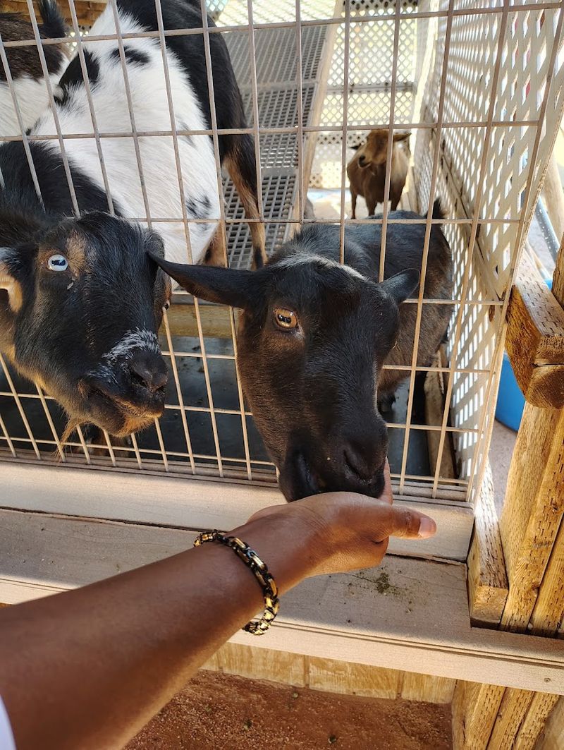 Visiting the Kissing Goats