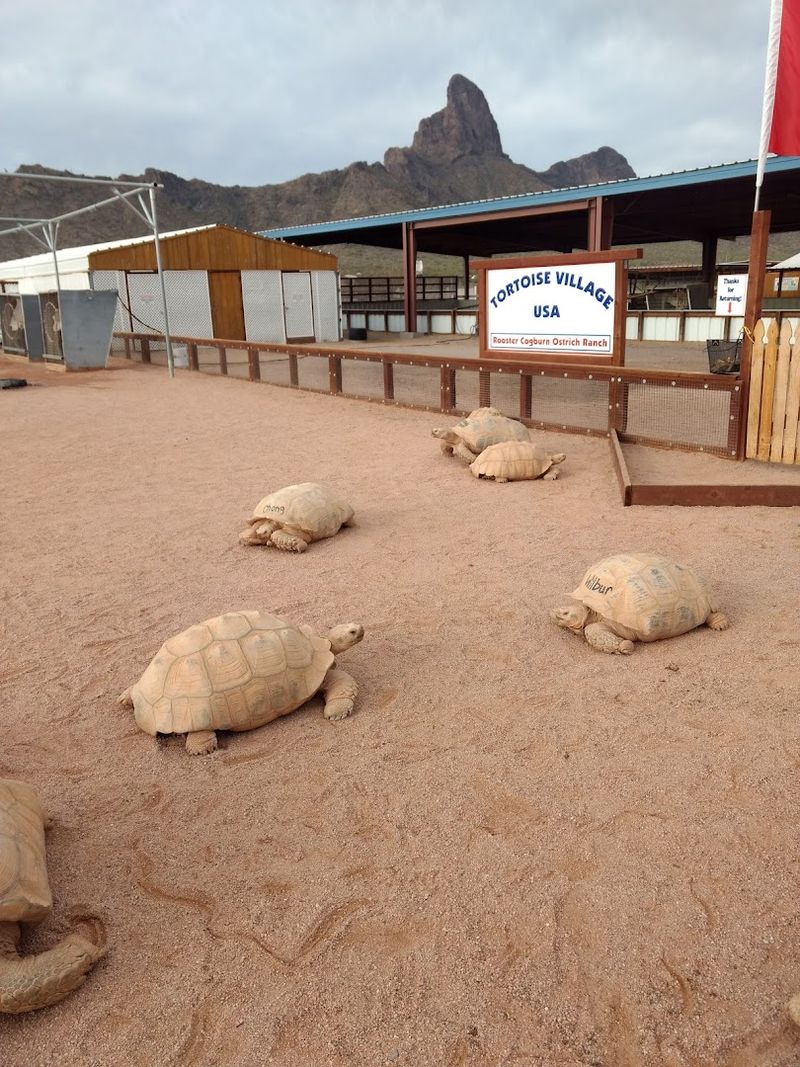 Giant Tortoise Encounters