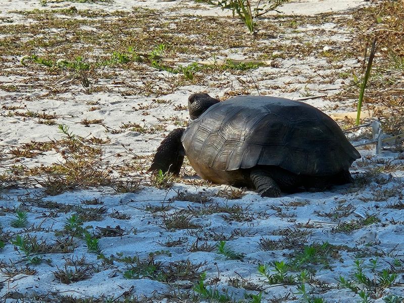 Wildlife Watching: Birds, Tortoises, and Coastal Cameos