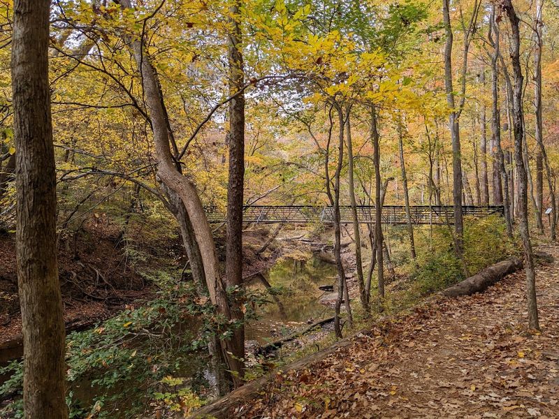 The Chainsaw Carved Log of Woodland Creatures