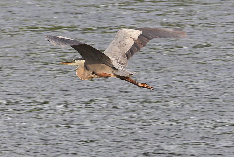 Spotting Wildlife Along the Edges