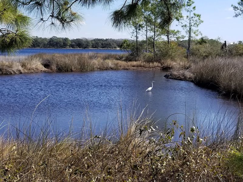 Wildlife Watching and Rare Bird Sightings