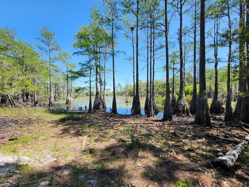 Camping Surrounded by Nature