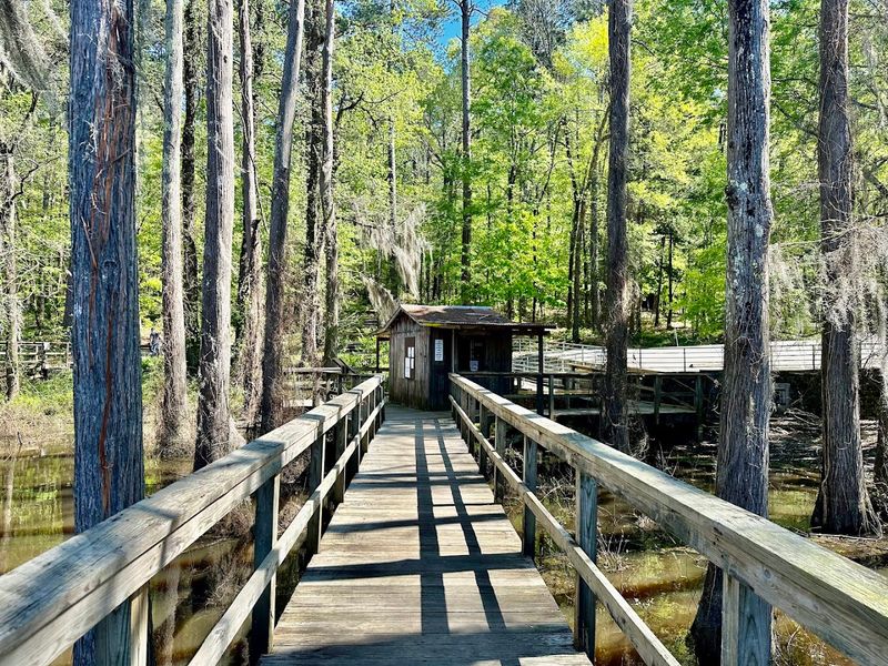 Walking the Boardwalks Over the Swamp