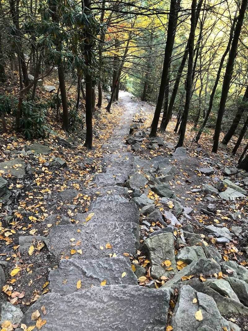 Family, Dogs, And Accessibility Notes