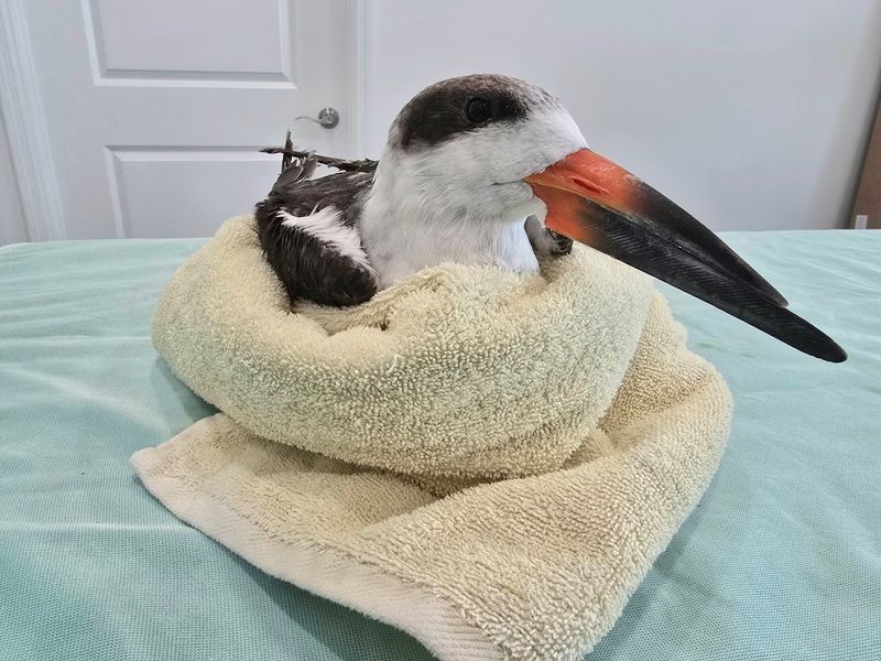 Key West Wild Bird Rehabilitation Center (Key West)