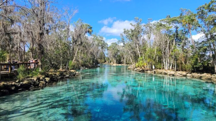 Florida Has a Place Where the Water Is Crystal Clear and Manatees Swim So Close You Could Touch Them