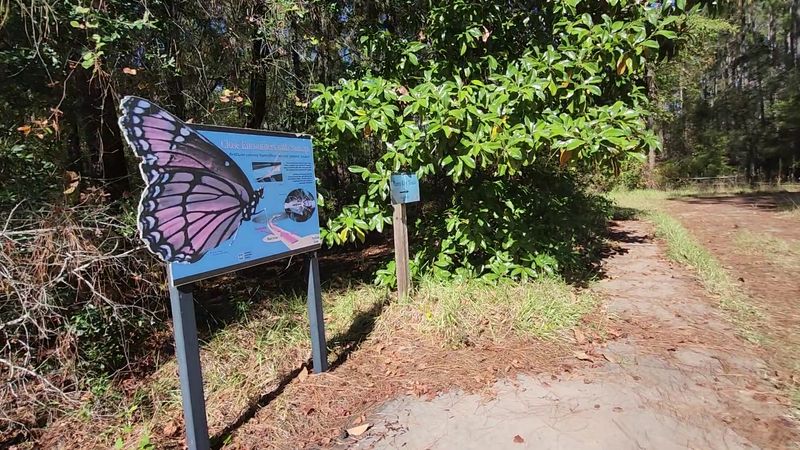 Wildlife And Birding: Quiet Eyes, Big Rewards