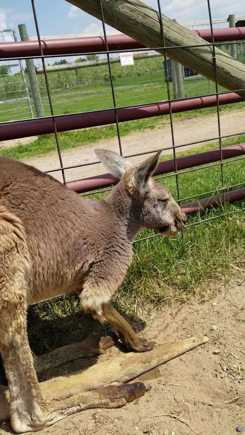 Exotic Animal Highlights