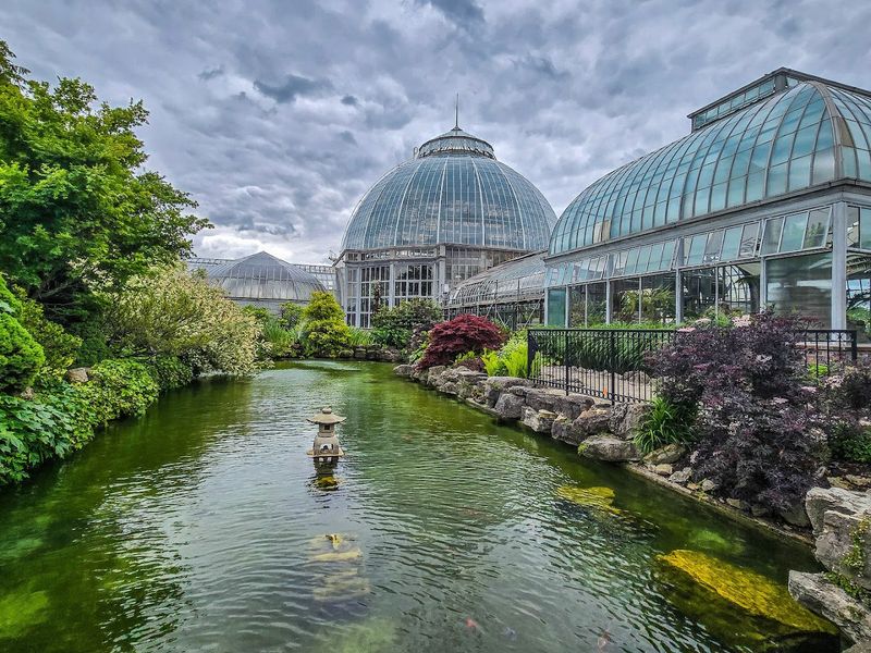 Native Great Lakes Stars