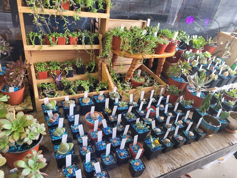 Exotic Plants and Tropical Trees: Carl's Outdoor Plant Stand