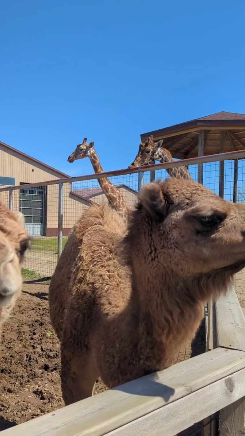 Giraffe Feeding That Steals the Show