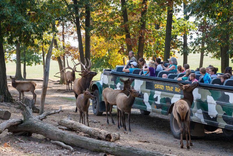 The Open Air Safari Ride