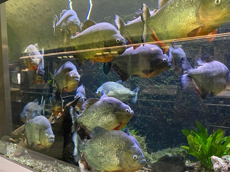 Small Footprint, Big Variety