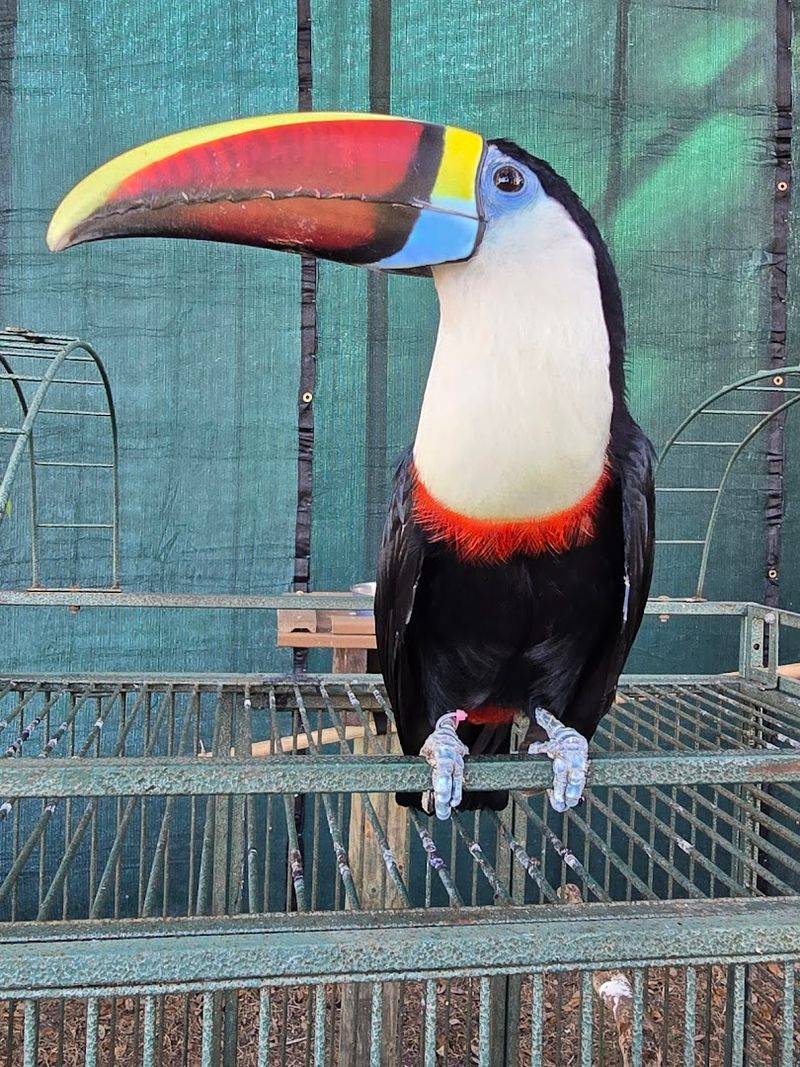 Toucans, Hornbills, and Cool Birds