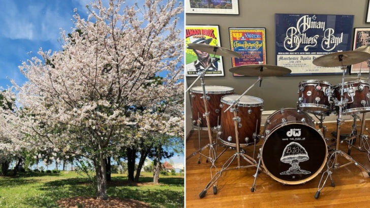 Georgia Is Home to the Cherry Blossom Capital of the World and Most People Have No Idea