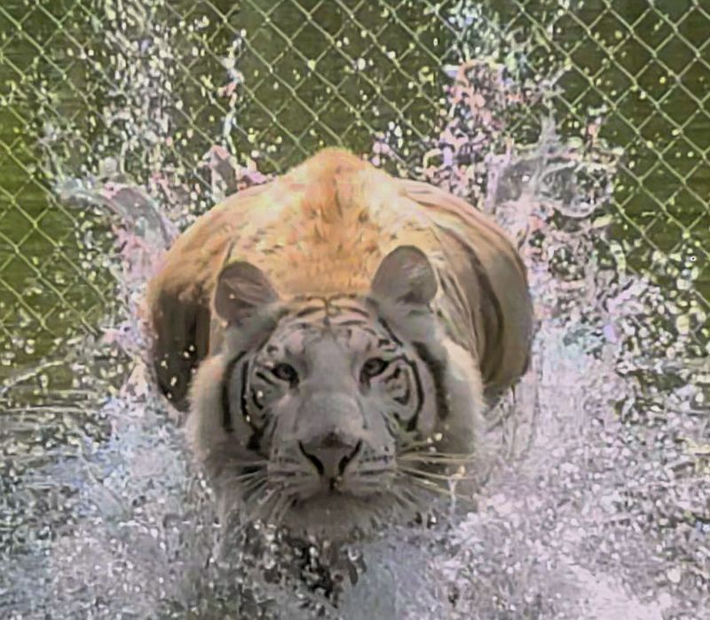 Lavender Bubble Baths For Tigers