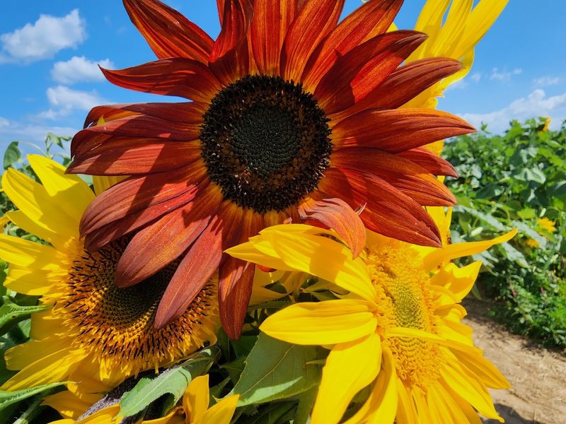 Hayrides and U-Cut Sunflowers