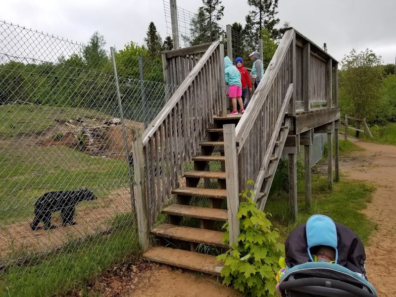 Viewing Platforms That Put You Right in the Action