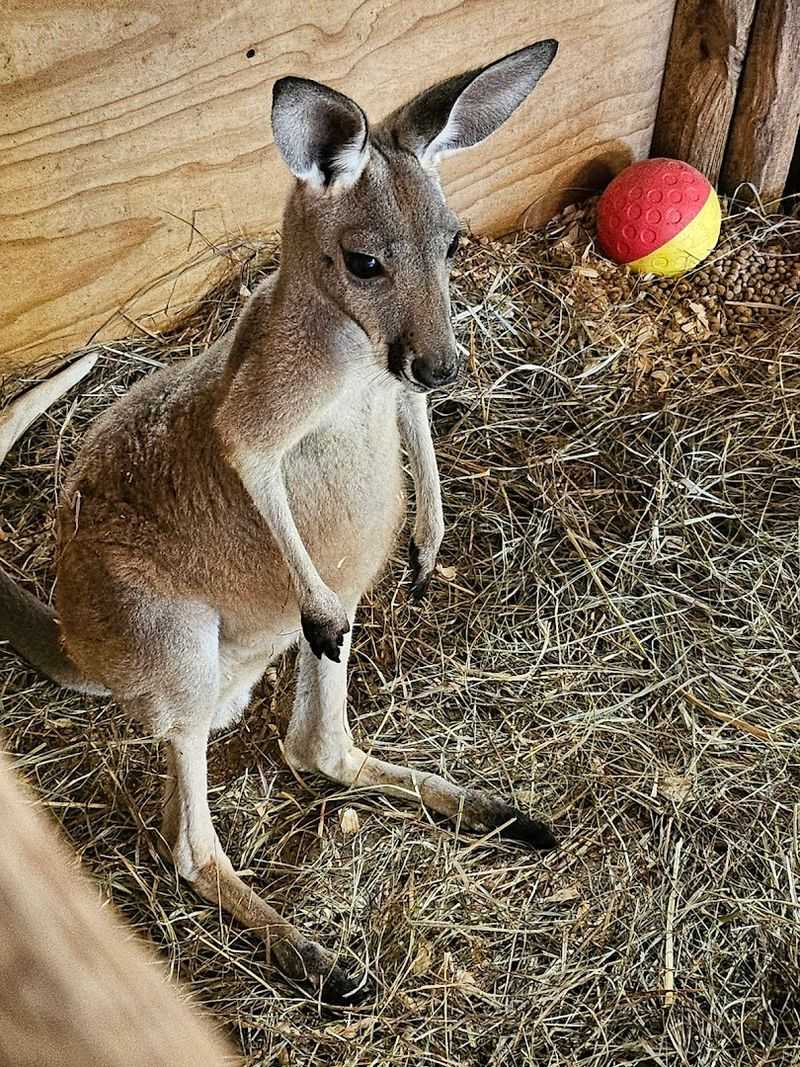 Kangaroo Petting and Animal Encounters