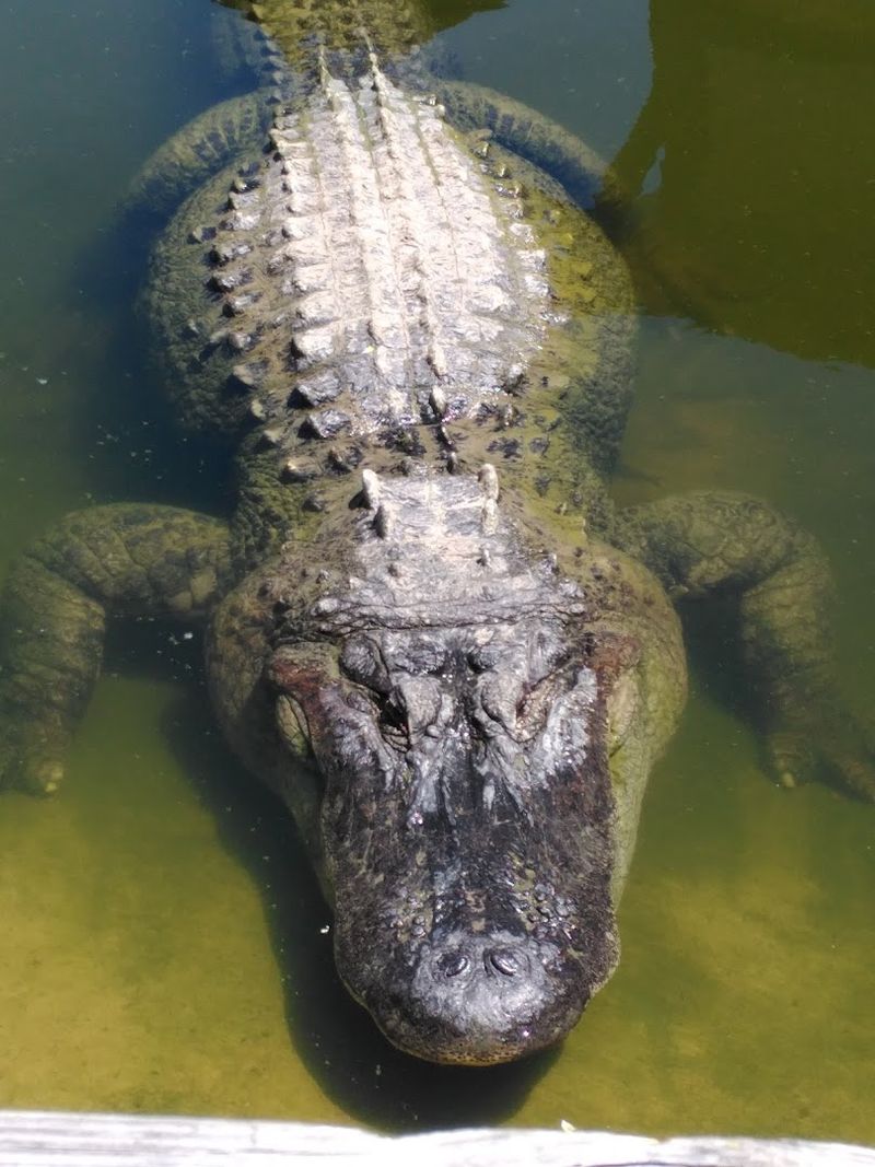 Alligator Feeding and Reptile Encounters