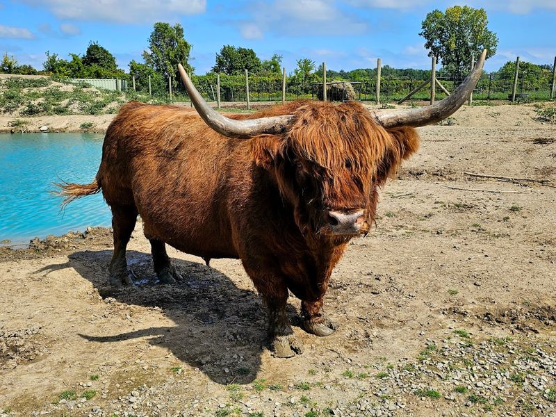 Highland Cattle: The Boldest Animals on the Route