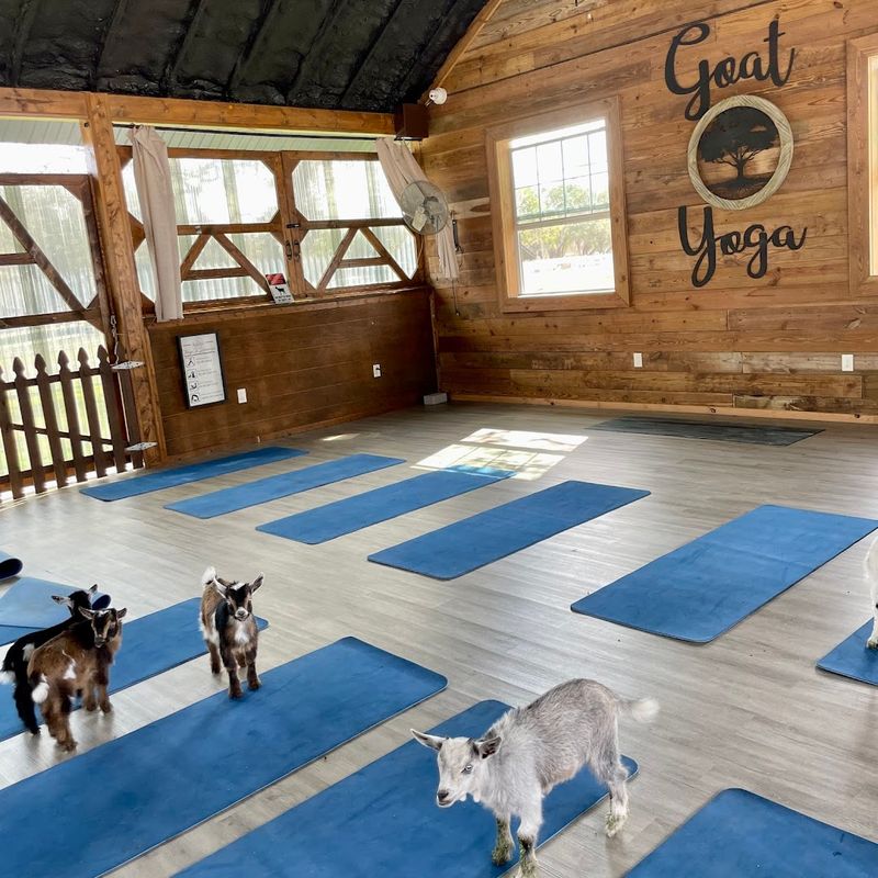 Mini Goat Cuddle Hour