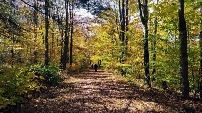 Quehanna Trail (Segments) - Parker Dam State Park, PA