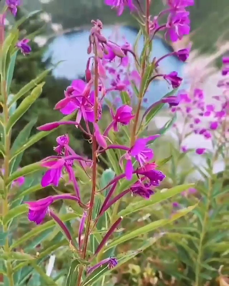 North Cascades Subalpine Gardens, Washington
