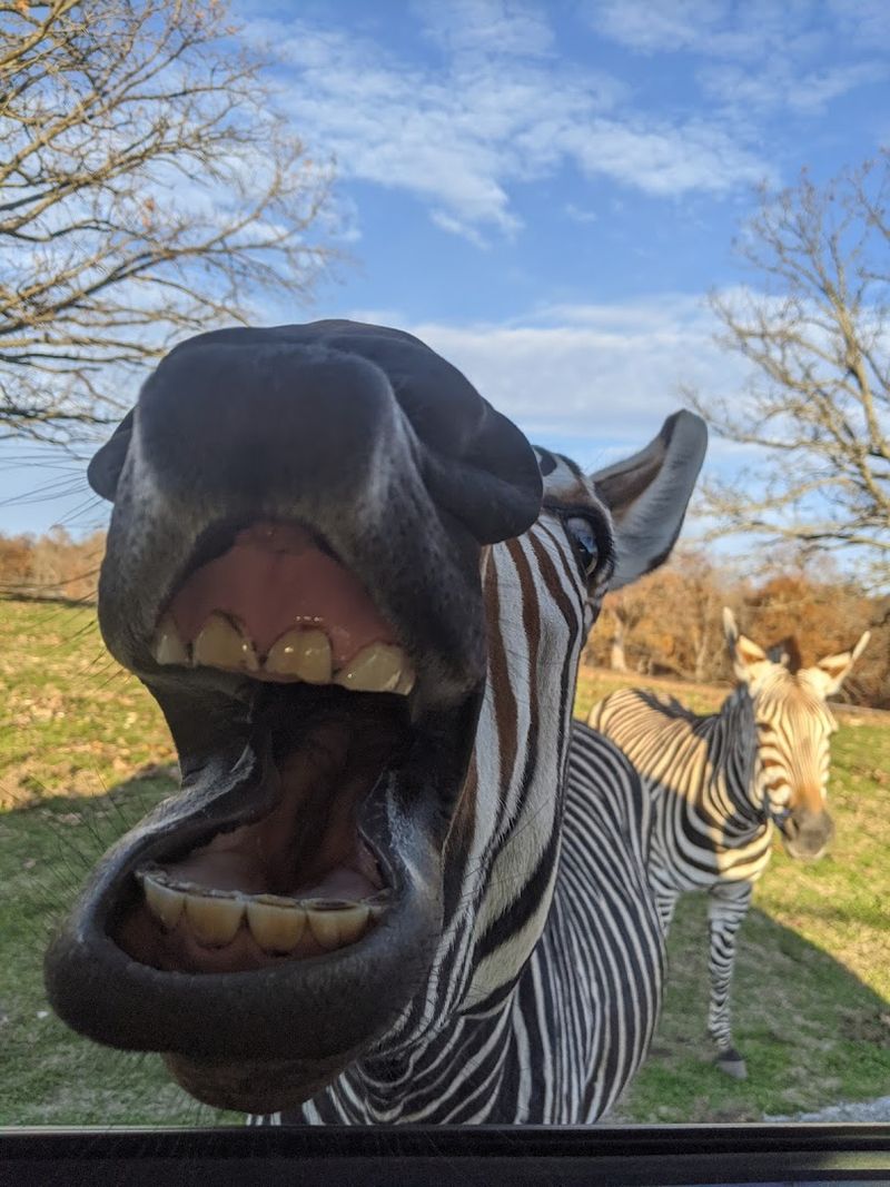 Hand-Feeding Zebras Safely From Your Window