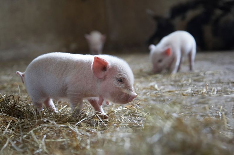 Cuddle Time With Mini Piglets